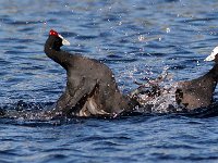 die geveg 4 : FRIEDA